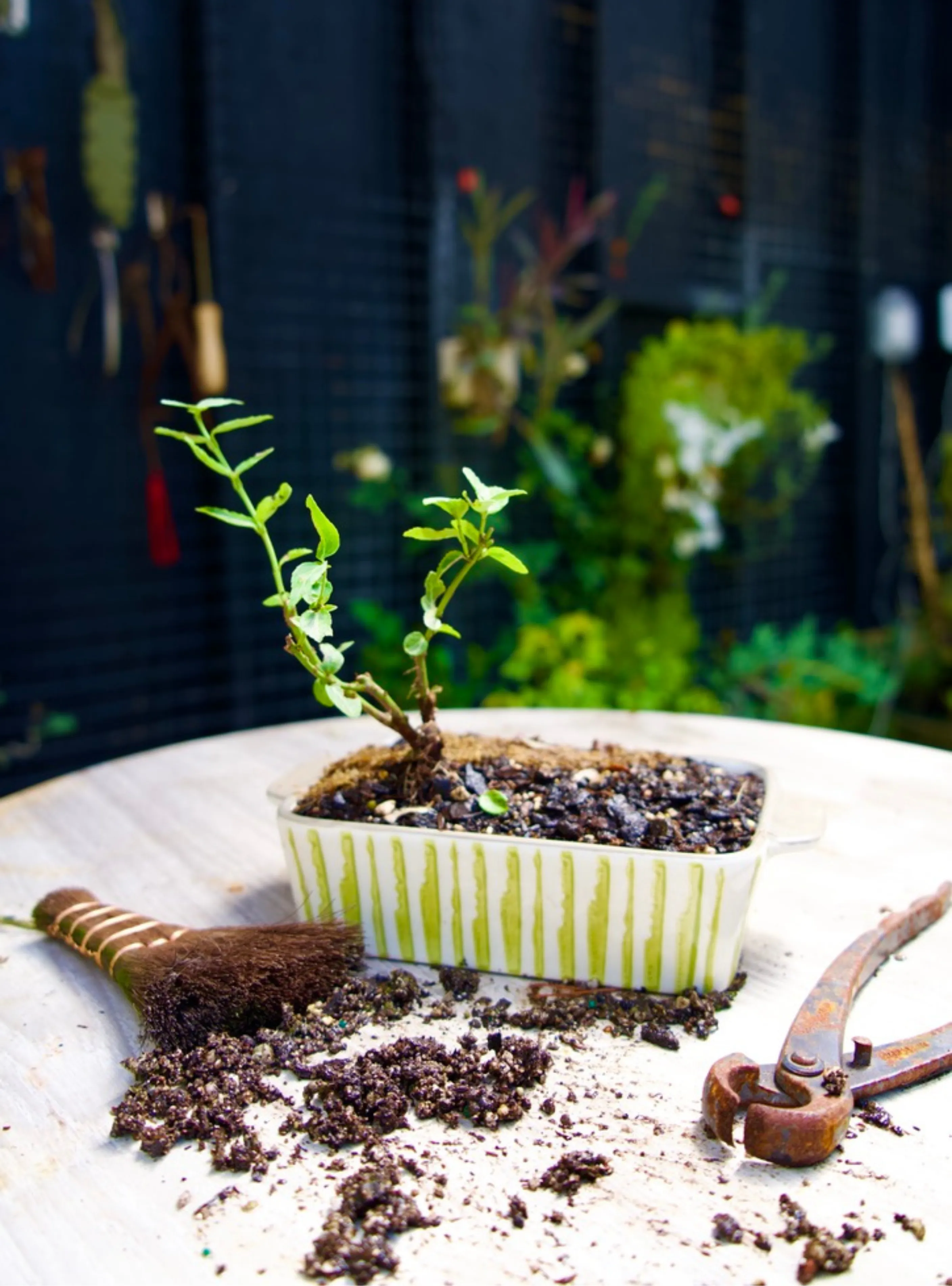 Year 1 Bonsai - Fortune's Spindle